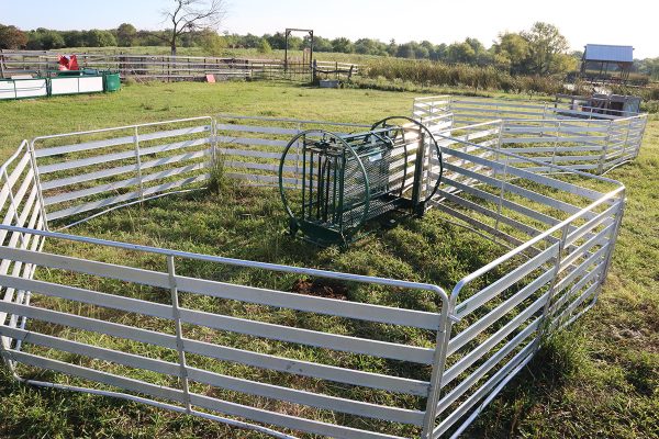 The Starter Shepherdess Package- Lakelandfarmandranch
