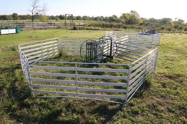 The Starter Shepherdess Package