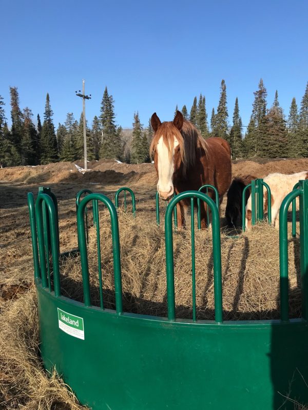 Heavy Duty Tombstone Round Bale Feeder in Farm with Horse