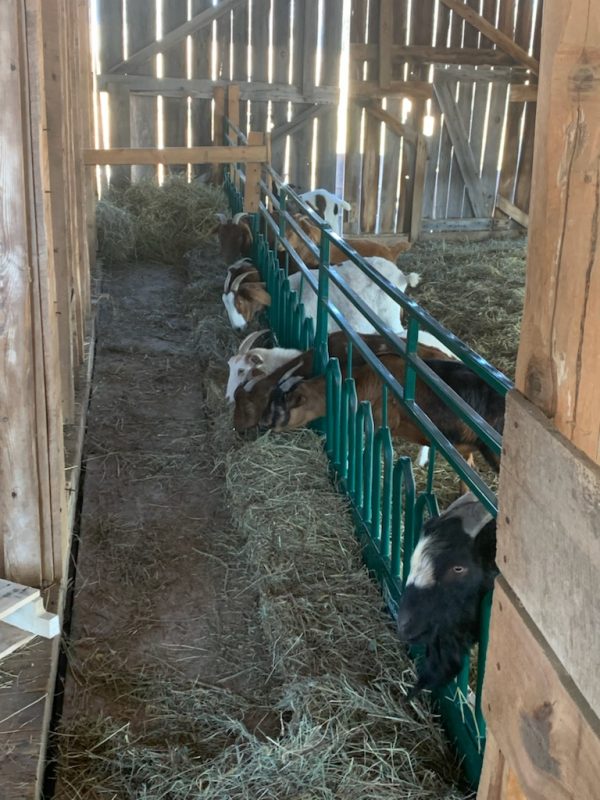 Tombstone Feed Front for Goats by Lakeland