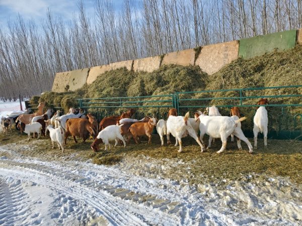 Feed Front for Goats in Farms