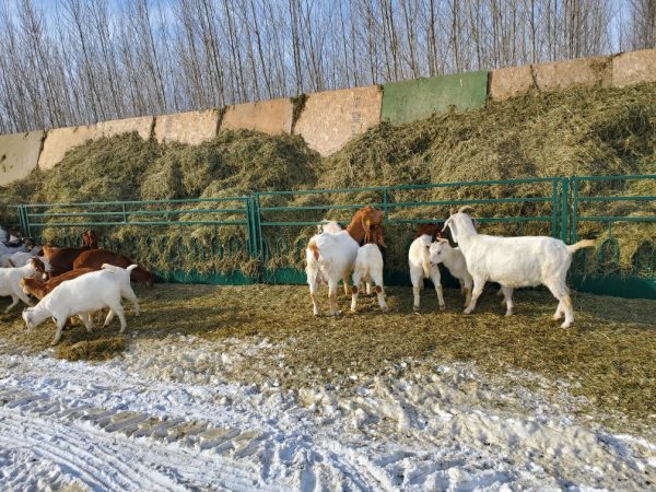 Feed Front for Goats- LK