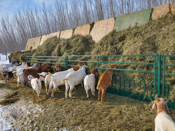 Feed Front for Goats- Lakeland