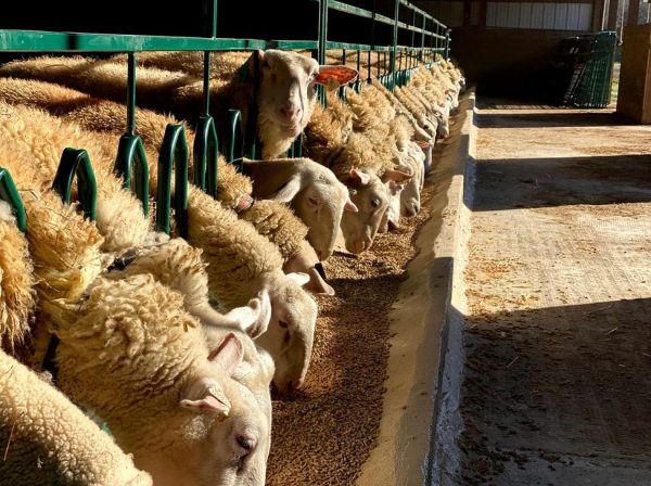 LK- Tombstone Feed Front for Sheep