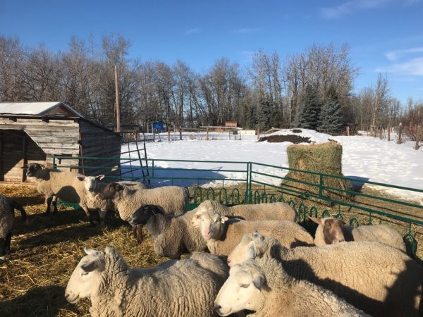 Tombstone Feed Front for Sheep by LK