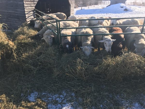 Tombstone Feed Front for Sheep by Lakelandfarmandranch