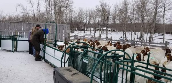 Working Chute and Crowding Tub- LK