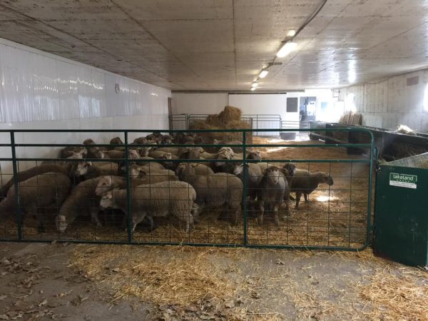 Sheeps in 48" High-Wire Mesh Divider Panel/Gate