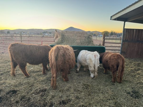 Square Bale Hay and Grain Feeder by Lakeland