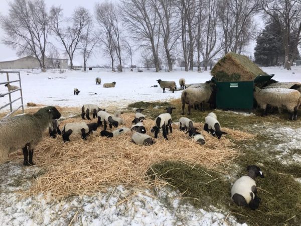Square Bale Hay and Grain Feeder- Lakeland