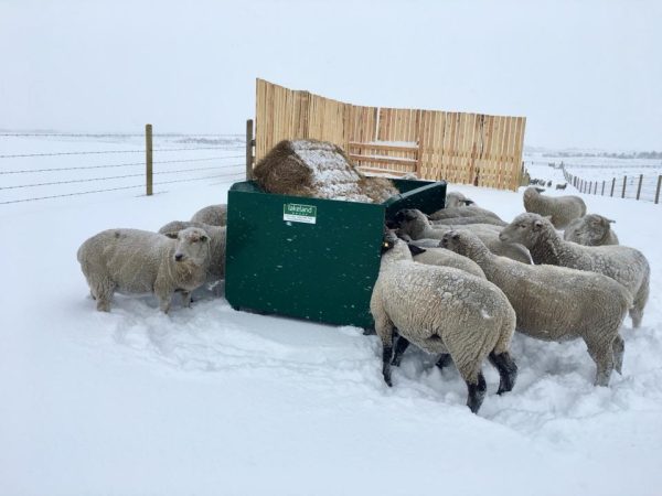 Square Bale Hay and Grain Feeder in Green Color