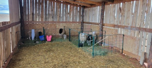 Lambing & Kidding Pen Panels- LK