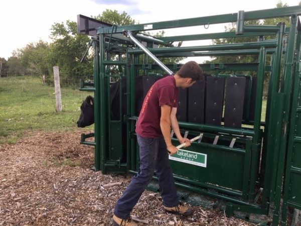 Portable Tub, Alley, and Easy Catch Squeeze Chute in Farm