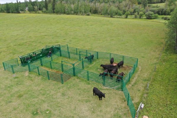10ft Powder Coated Bowgate in farm with cattle