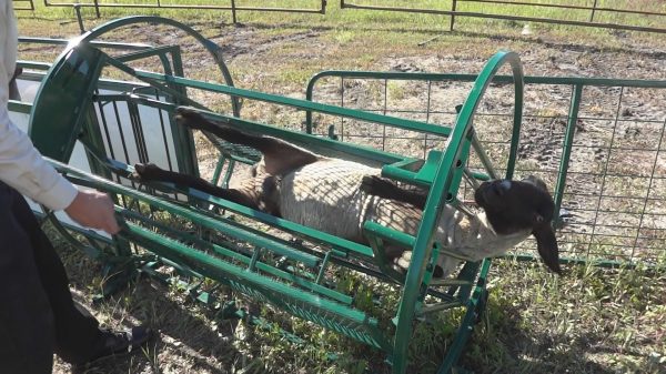 Deluxe Spin Trim Chute- Lakelandfarm