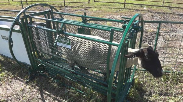 SG100 - Sheep & Goat Handling System- Lakeland