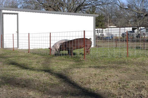 Hog panel