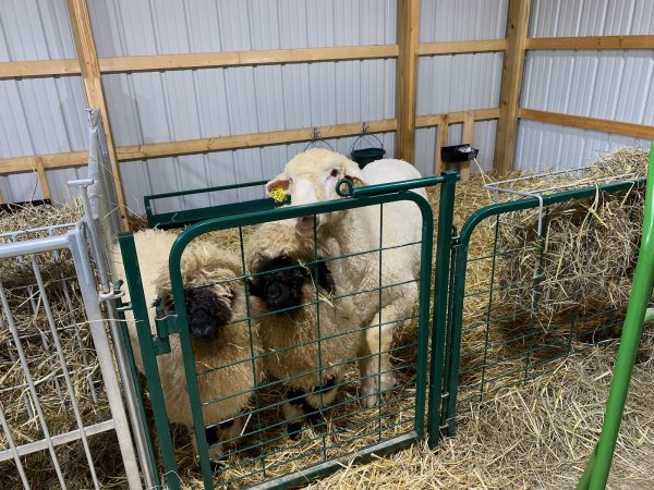 3ft or 4ft Walk-Through Man Door in farm with cattle