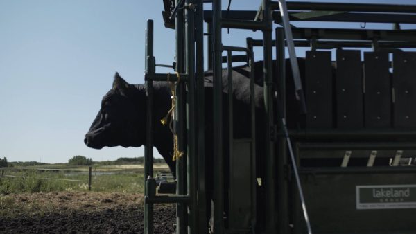 LK- Optional Headgate Assist Handle (for Easy Catch Squeeze or Calving Pen)