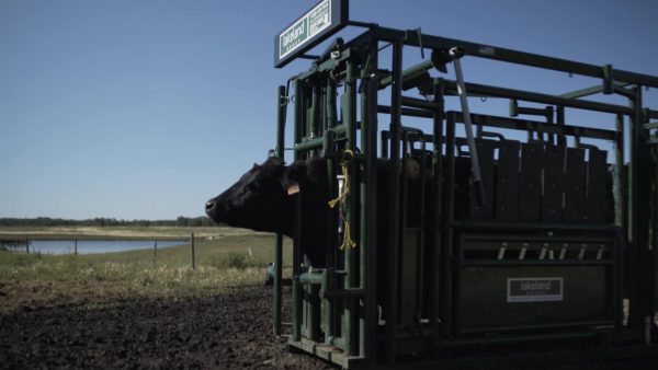 Optional Headgate Assist Handle (for Easy Catch Squeeze or Calving Pen)- Side View