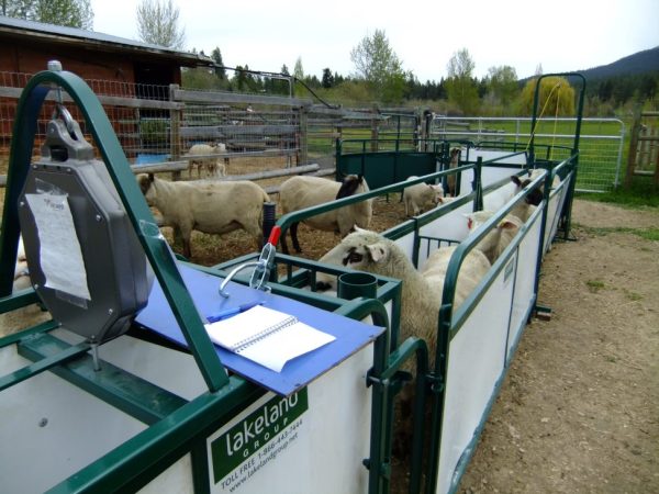 Sheep/Goat Handling System- SG300