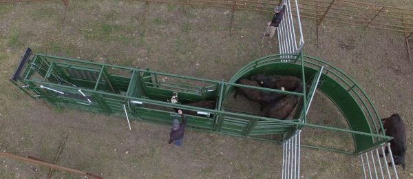 Portable Tub, Alley, and Easy Catch Squeeze Chute in Farm- Upper View