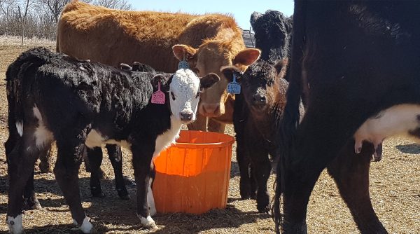 The Original - Riomax® 250lb Plastic Tub for Cattle