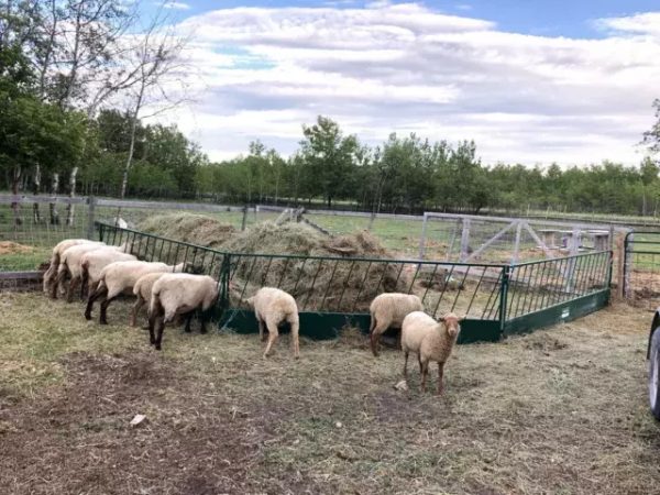 LK- Slant Bar Manger/Feed panel for sheep