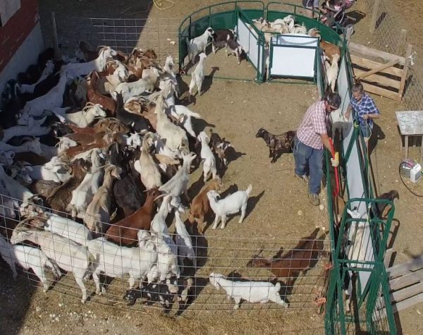 Working Chute and Crowding Tub - Lakeland