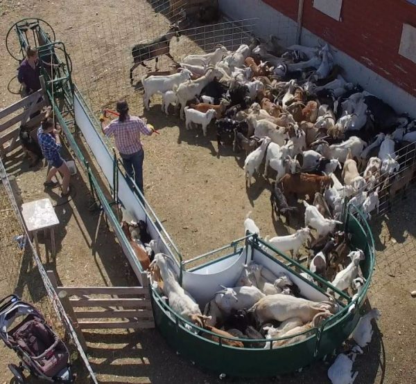 Working Chute and Crowding Tub for sheep and goat