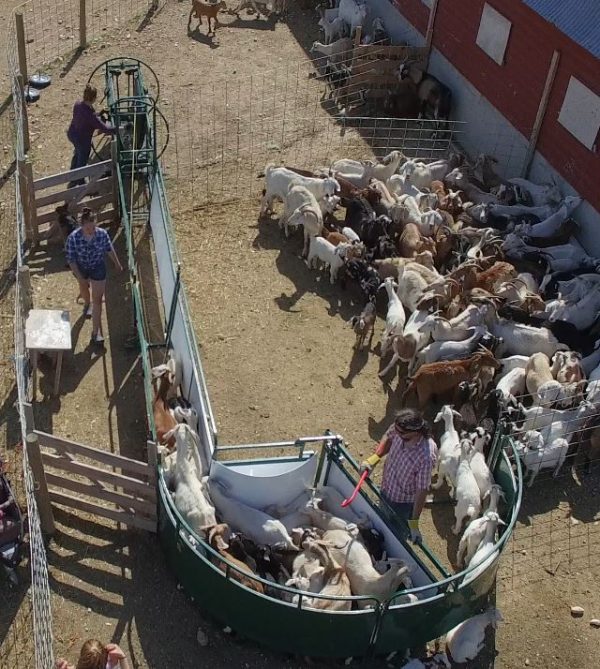 Working Chute and Crowding Tub in farm