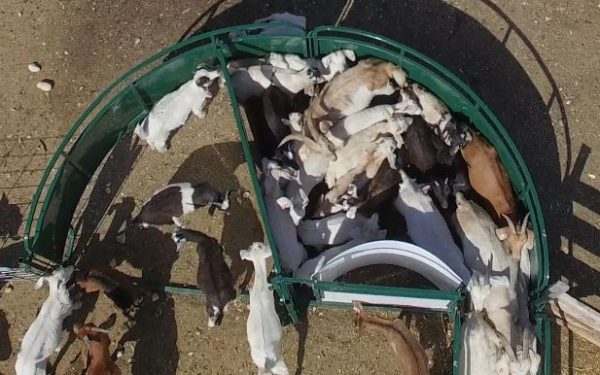 Crowding tub only for sheep & goats Product