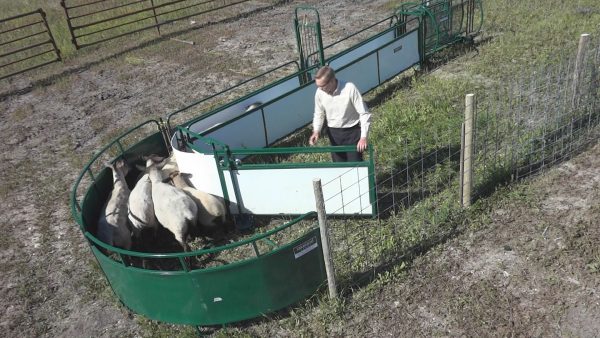 Working Chute and Crowding Tub- Lakelandfarm