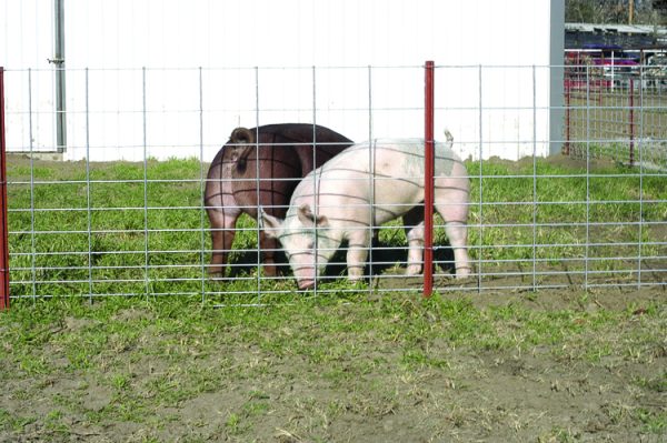 34" Wire Mesh Hog Panels