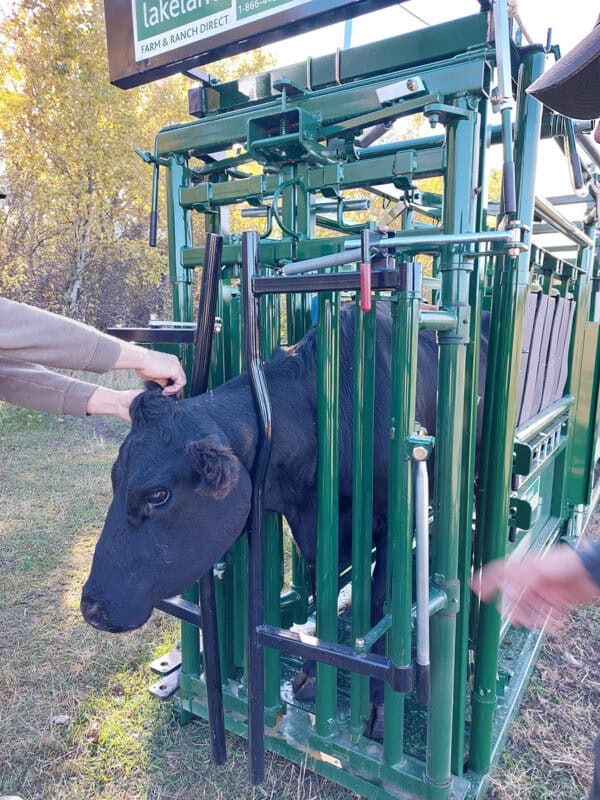 Deluxe Easy Catch Squeeze Chute