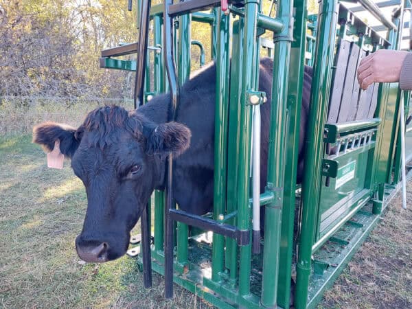 Cattle Squeeze Chute