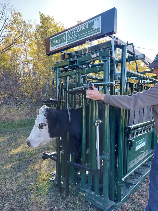 Different size Cattle Squeeze Chute