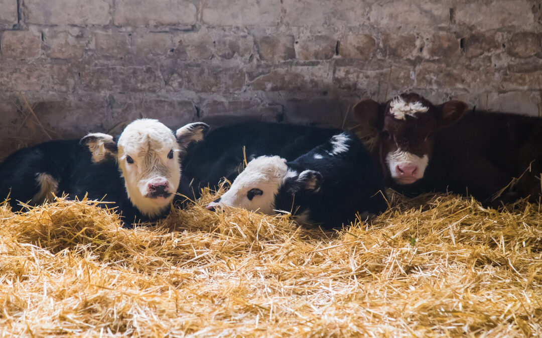 Reducing Stress: Calving Preparation
