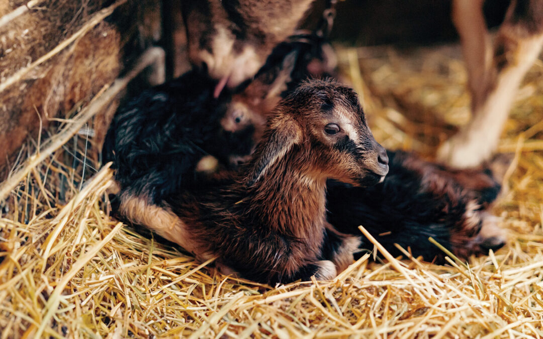 Equipped for Success: Getting Ready for Your Lambs and Kids