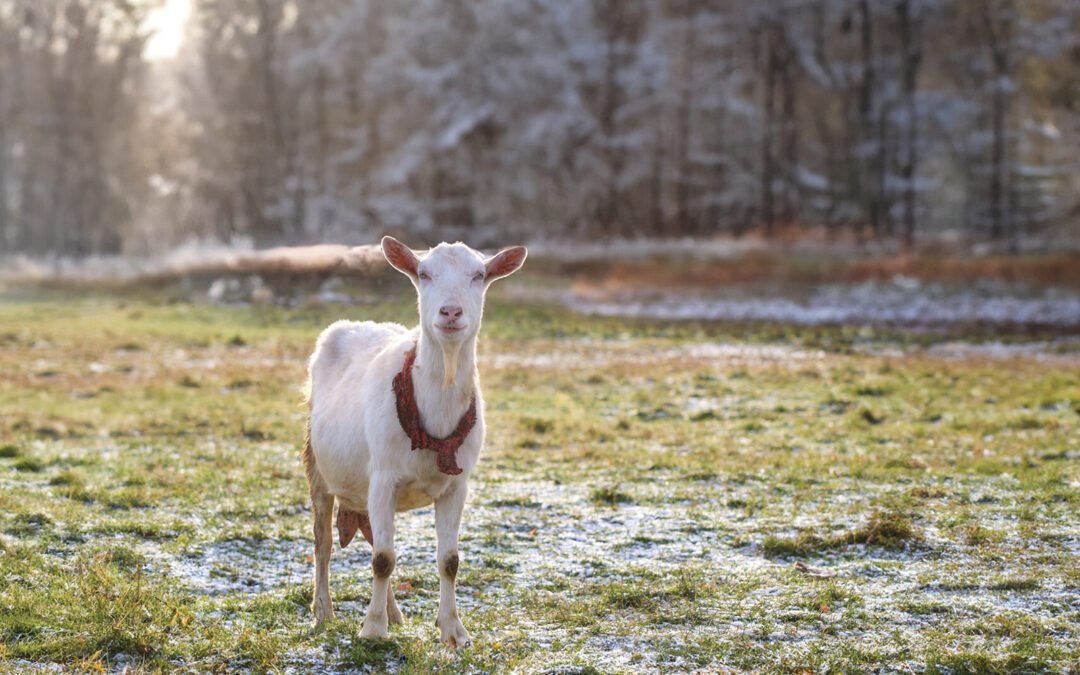Spring Time-Saving Strategies for Farmers Like You